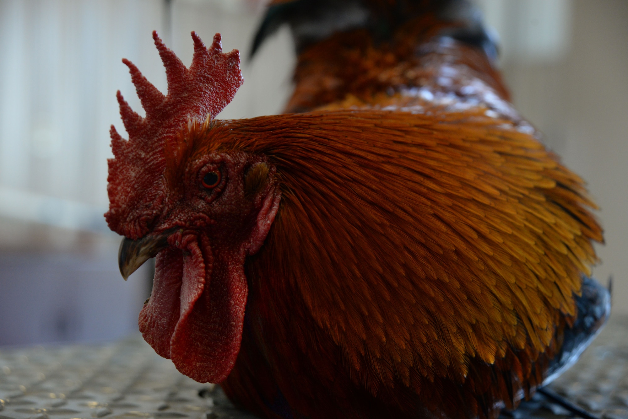 Bullet, 20th Equipment Maintenance Squadron munitions flight rooster,  relaxes on a trailer after spending the morning running around the ammo front compound at Shaw Air Force Base, S.C., May 14, 2014. Bullet will eat just about anything that is put in front of him. His favorite treats are strawberries and almonds. (U.S. Air Force photo by Airman 1st Class Michael A. Cossaboom/Released) 
