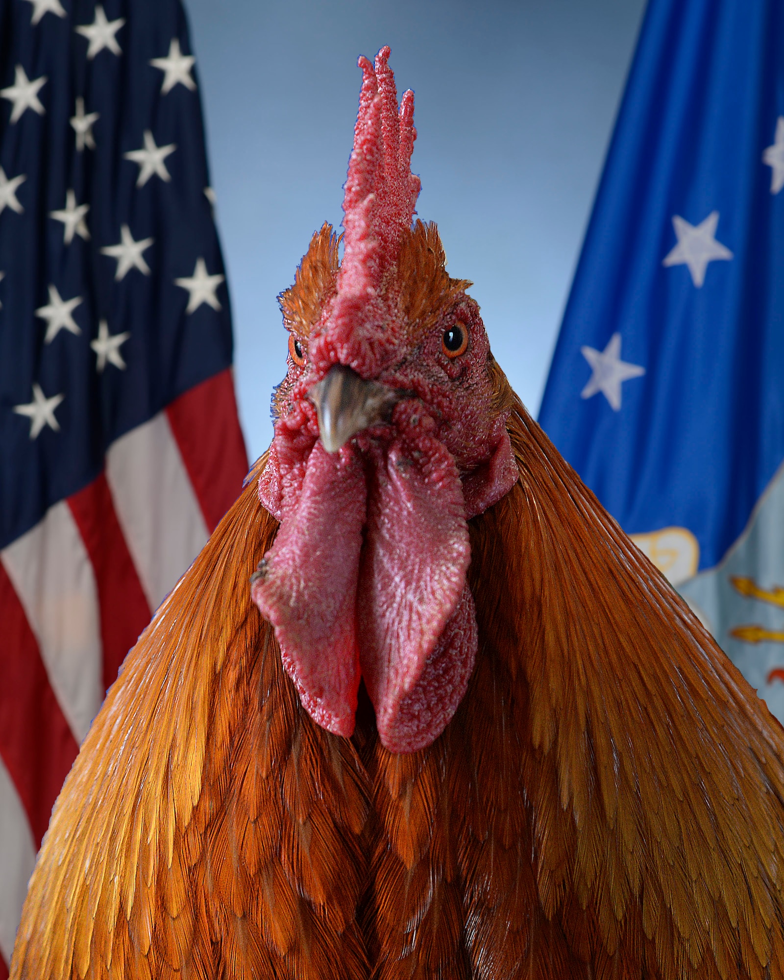 Bullet, 20th Equipment Maintenance Squadron munitions flight rooster,  is the mascot for the AMMO flight and helps boost morale of the Airmen at Shaw Air Force Base, S.C., May 14, 2014. The ammo flight has had a rooster mascot since 2003, their current Bullet is the fourth. (U.S. Air Force photo illustration by Airman 1st Class Michael A. Cossaboom/Released)