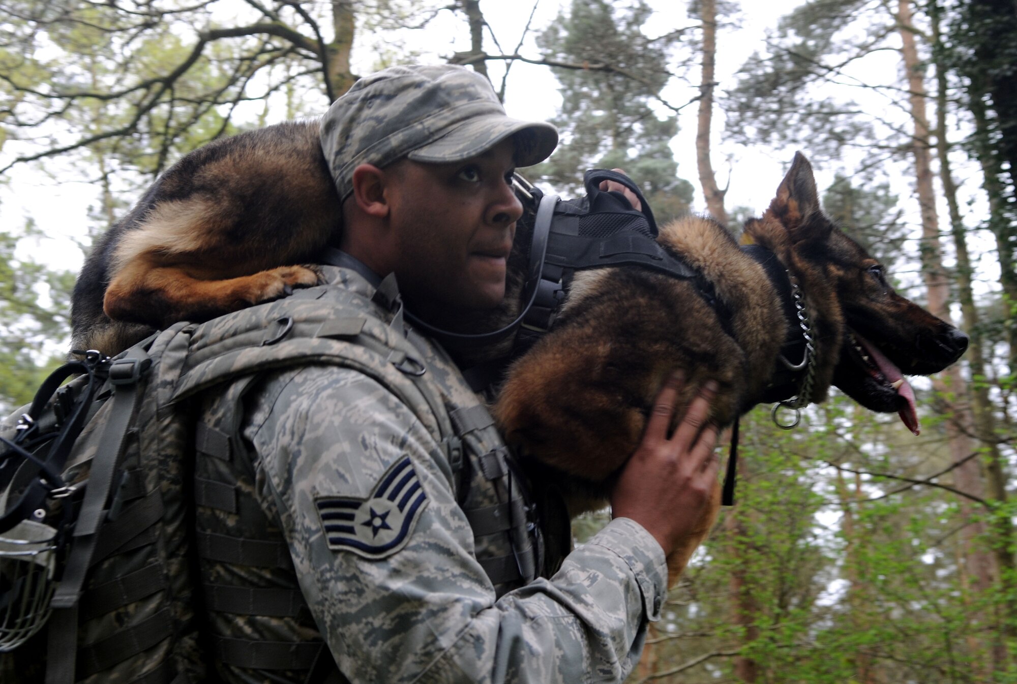 U.S. Air Force Staff Sgt. Matthew Clark, 100th Security Forces Squadron Military Working Dog handler, carries MWD Gina during a training exercise April 11, 2014, at Stanford Training Area near Thetford, England. Handlers carry their MWDs in the event of dehydration or injury. During the exercise, Gina was simulated to be dehydrated and Clark carried her to safety. (U.S. Air Force photo by Senior Airman Kate Maurer/Released)