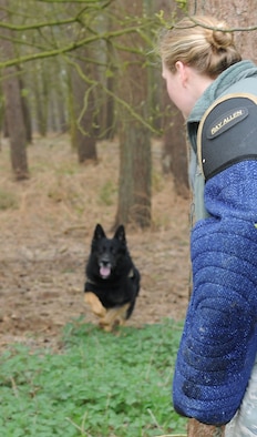 U.S. Air Force Tech. Sgt. Hannah Hobart, 100th Security Forces Squadron Military Working Dog kennel master, hides from MWD Luc behind a tree during a bite exercise April 3, 2014, at Stanford Training Area near Thetford, England. Handlers train on a regular basis to keep their skills, and those of their dogs, proficient and up to date. Hobart ensured Luc was committed to his bite and had targeted her as a suspect with minimal movements from her as a decoy. (U.S. Air Force photo by Senior Airman Kate Maurer/Released)