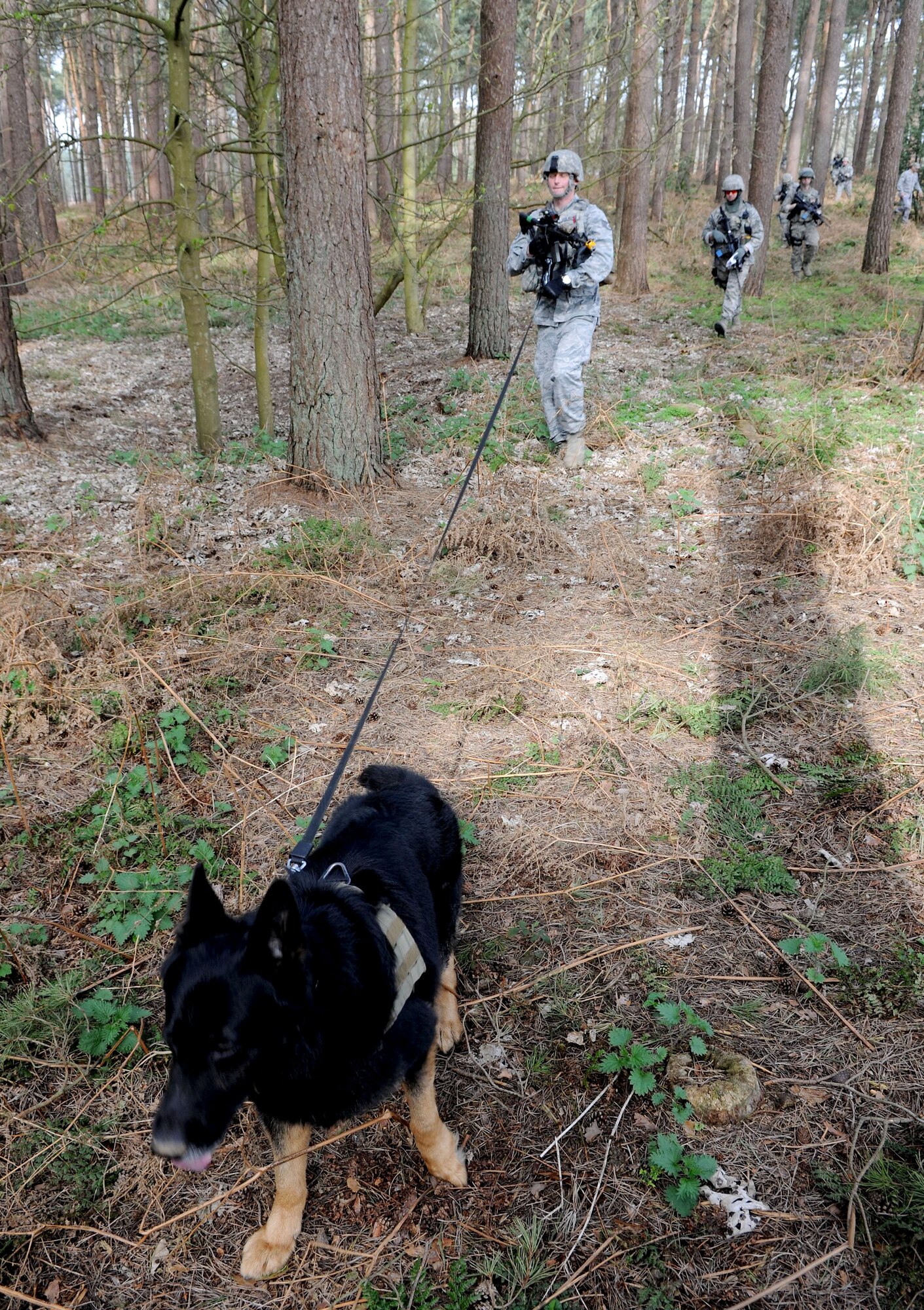 U.S. Air Force Staff Sgt. Steven Culver, 100th Security Forces Squadron Military Working Dog handler, and MWD Luc lead Airmen from the 48th SFS in a dismounted patrol April 3, 2014, during a training exercise at Stanford Training Area near Thetford, England. Because of the exceptional capabilities of an MWD’s olfactory system, it is beneficial to have MWD teams in front of a movement to detect any harmful devices the troops may be heading toward. The teams use the wind to their advantage and work their dogs downwind so they can detect devices as early as possible.  (U.S. Air Force photo by Senior Airman Kate Maurer/Released)  
