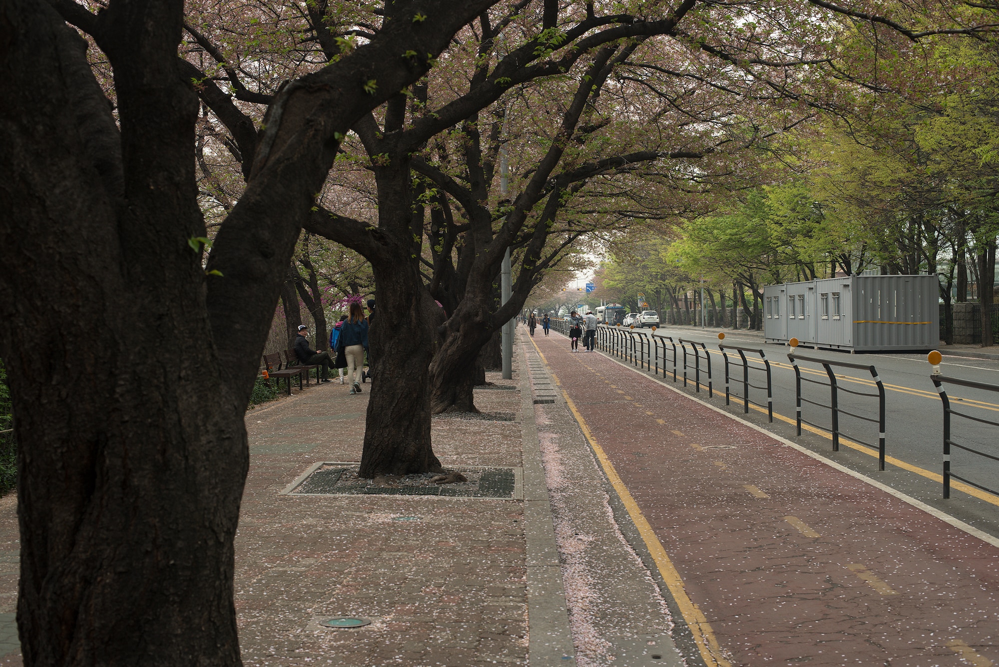Cherry blossom trees bloom on the streets outside of Yeouido Park April 12, 2014, in Seoul, Republic of Korea. The park, located next to the National Assembly Buildling, is renowned for its scenic cherry blossoms. (U.S. Air Force photo by Staff Sgt. Jake Barreiro)