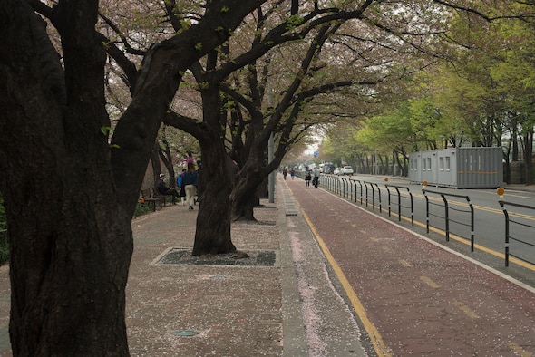 Cherry blossom trees bloom on the streets outside of Yeouido Park April 12, 2014, in Seoul, Republic of Korea. The park, located next to the National Assembly Buildling, is renowned for its scenic cherry blossoms. (U.S. Air Force photo by Staff Sgt. Jake Barreiro)