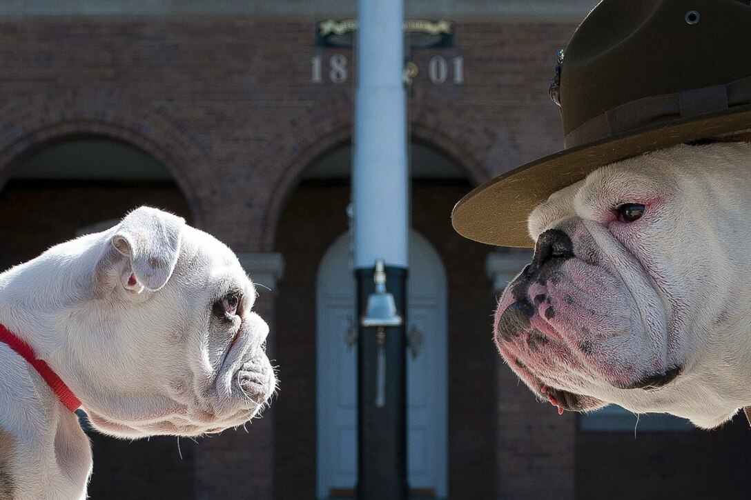 Marine Corps Sgt. Chesty XIII, right, official mascot of the U.S. Marine Corps, stares down his successor, Recruit Chesty, during training on Marine Barracks Washington in Washington, D.C., March 20, 2013.  
