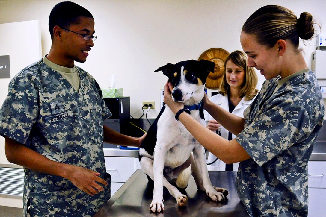 U.S. Army Sgt. Jared Donnell, left, and U.S. Army Pfc. Shelby Coldiron examine a dog at the veterinary treatment facility on Andersen Air Force Base, Guam, Jan. 24, 2013. Donnell and Coldiron, animal care specialists, are assigned to Public Health Command District Western Pacific. The veterinary facility, responsible for the health of Andersen’s military working dogs and Defense Department's working animals, also provides care to privately owned pets.  
