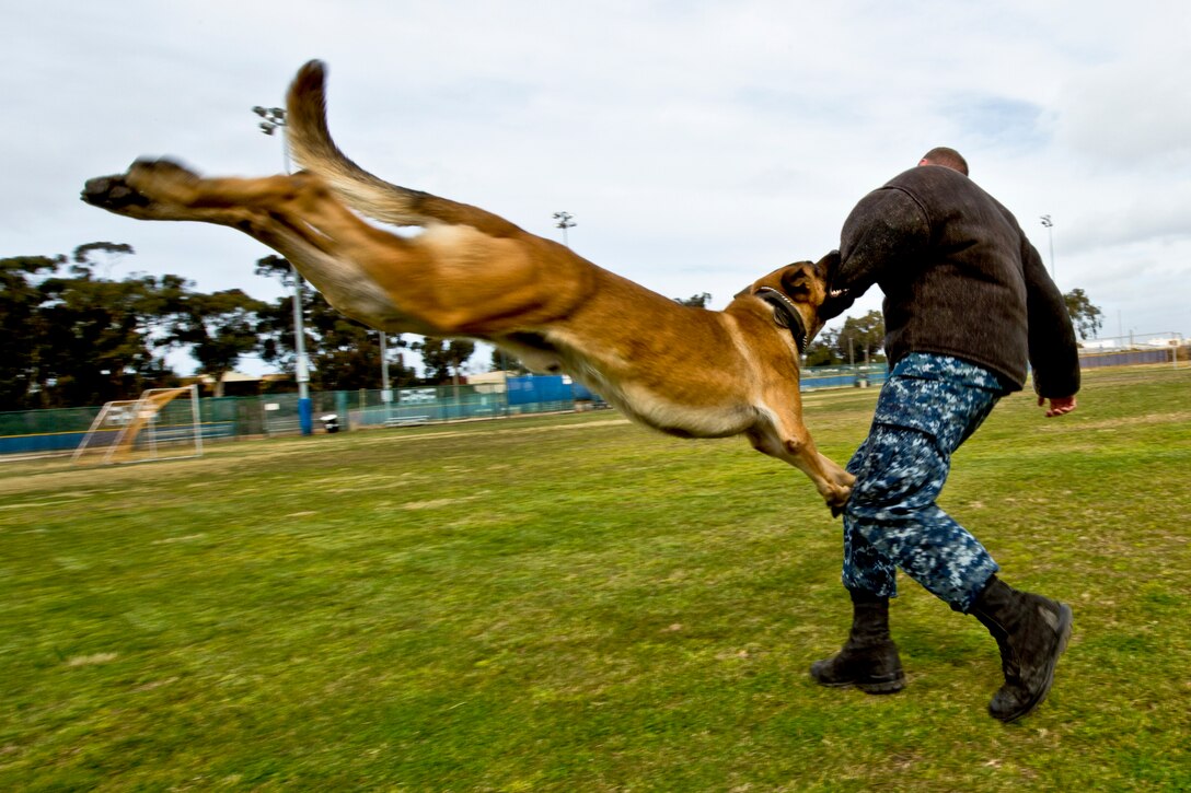 Navy Seaman Apprentice Randy Tallman acts as a moving target during a controlled aggression exercise for a military working dog in San Diego, Jan. 10, 2013. The exercises are conducted to train the dogs in subduing noncompliant suspects. Tallman, a master at arms, is assigned to Commander, Navy Region Southwest. 
