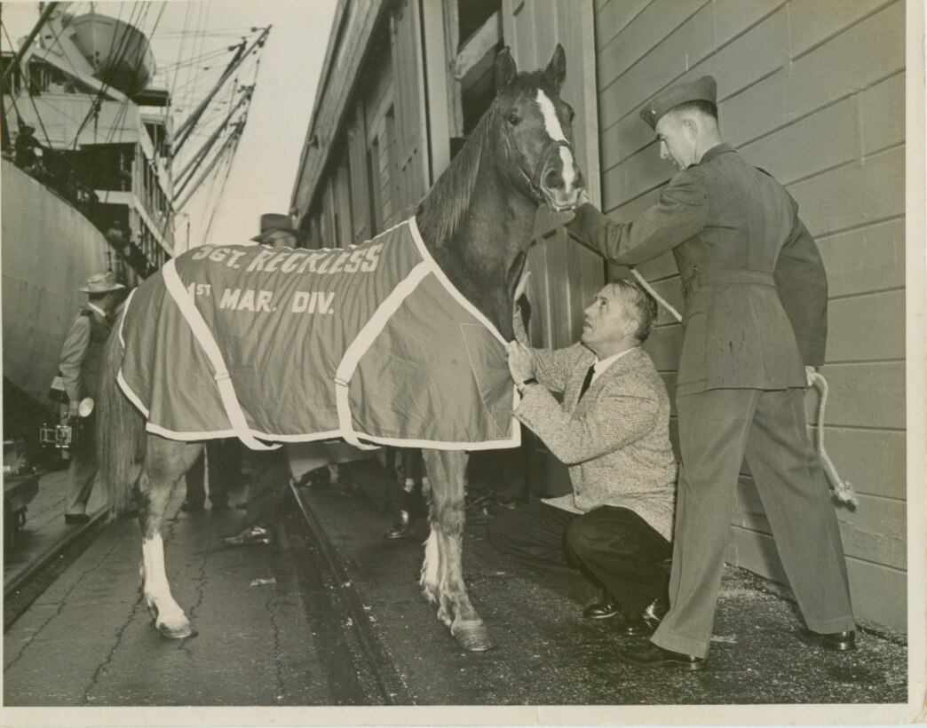 U.S. Marine Corps Staff Sgt. Reckless prepares to go to Marine Corps Base Camp Pendleton after serving in the Korean War with the 5th Marine Regiment. Reckless was purchased to help move supplies and ammunition to firing points in the rough terrain of the peninsula during combat operations. During the 140th Kentucky Derby, Reckless sponsored the Eight Belles race in an effort to increase awareness about the Korean War. (Courtesy Photo)