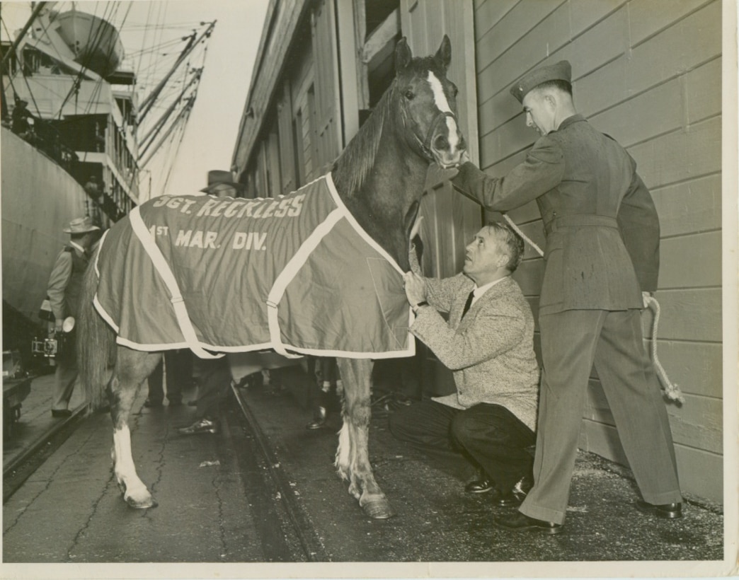 U.S. Marine Corps Staff Sgt. Reckless prepares to go to Marine Corps Base Camp Pendleton, Calif. after serving in the Korean War with the 5th Marine Regiment. Reckless was purchased to help move supplies and ammunition to firing points in the rough terrain during combat operations. During the 140th Kentucky Derby, Reckless sponsored the Eight Belles race in an effort to increase awareness about the Korean War. (Courtesy Photo)