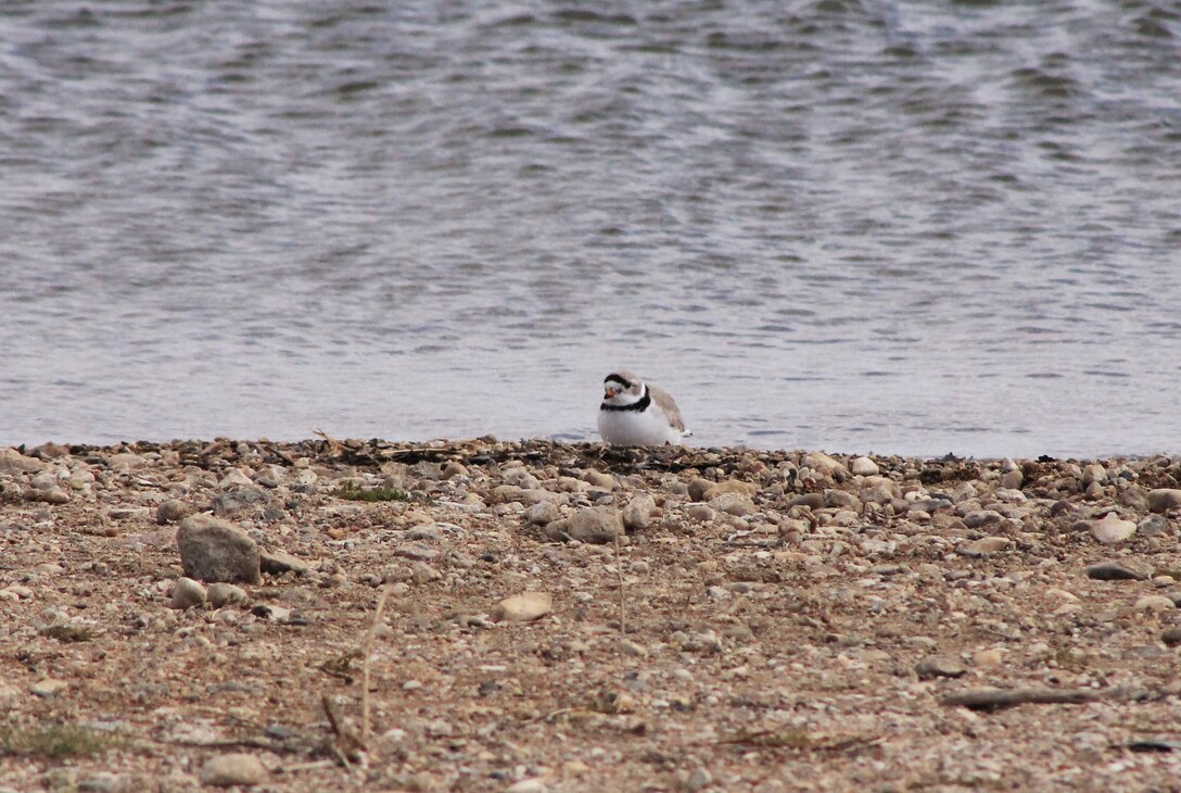 A Piping Plover scouts the shoreline near a day-use area at Lake Sakakawea near Riverdale, N.D. Some areas around Lake Sakakawea where Piping Plovers typically nest are inaccessible during this year's nesting season due to current lake levels. As a result, park rangers and biologists from several agencies have observed many of the birds at area boat ramps. 