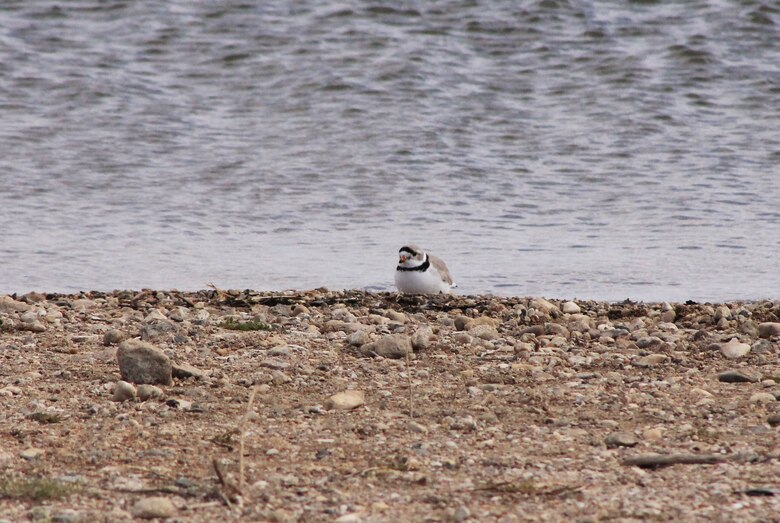 A Piping Plover scouts the shoreline near a day-use area at Lake Sakakawea near Riverdale, N.D. Some areas around Lake Sakakawea where Piping Plovers typically nest are inaccessible during this year's nesting season due to current lake levels. As a result, park rangers and biologists from several agencies have observed many of the birds at area boat ramps. 