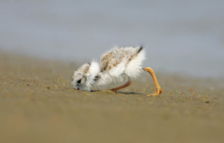 To help the Piping Plovers breed successfully, biologists cage nests to protect the eggs while they are incubating. Biologists may also fence off nesting areas to protect them from public disturbance. Once eggs hatch, larger areas may be closed to provide the chicks the space they need to feed. Interruption of feeding may stress juvenile birds during critical periods in their life cycle. Pets, especially dogs, may harass or kill the birds.