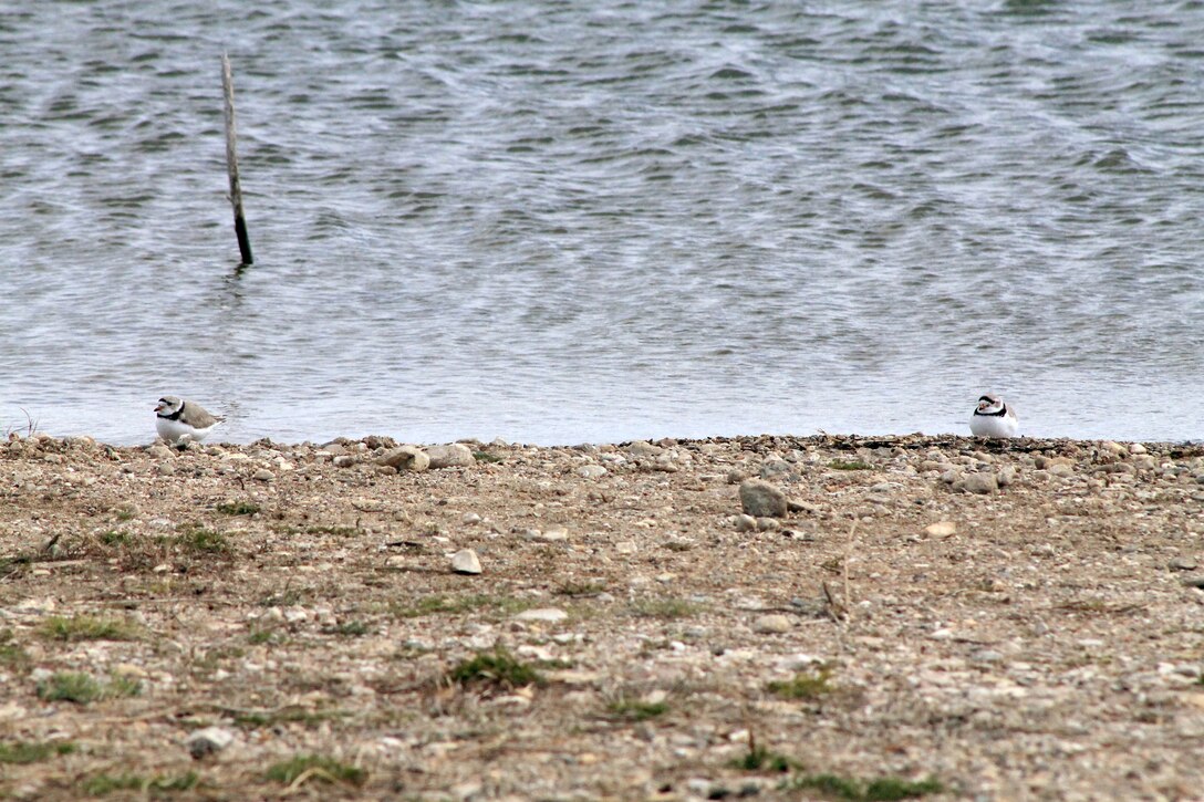 Plover On Lake Sakakawea