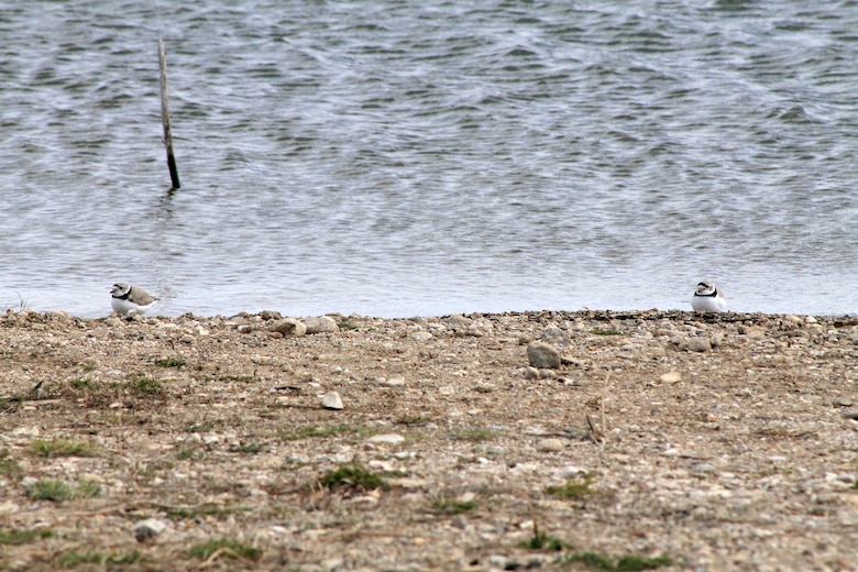 Two Piping Plovers inspect the shoreline of Lake Sakakawea, May 12, looking for a possible nesting ground. Plovers in the Great Plains make their nests on open, sparsely vegetated sand or gravel beaches adjacent to alkali wetlands and reservoirs, on sand bars, and dredged material islands of major river systems.