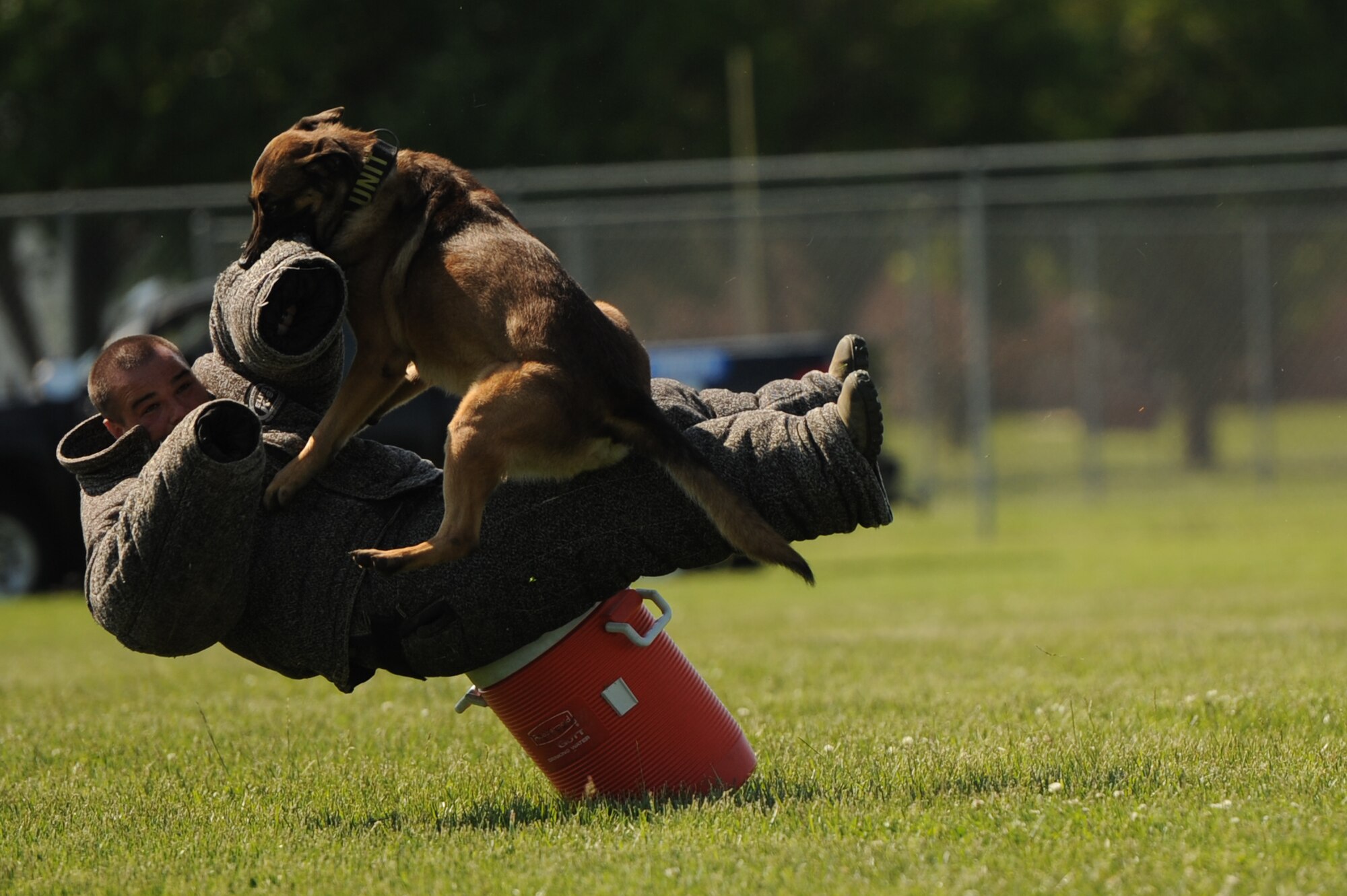 Breston, 375th Security Forces Squadron military working dog, subdues a simulated uncooperative suspect during a K-9 competition at Scott Air Force Base, Ill. on May 17, 2014. The K-9 competition brought together military working dogs and civilian working dogs to showcase the dogs' skills. (U.S. Air Force photo by Senior Airman Sarah Hall-Kirchner/Released)