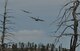 An Air Force Reserve Command C-130H assigned to the 302nd Airlift Wing follows a U.S. Forest Service lead plane during annual Modular Airborne Fire Fighting System training May 16-20, 2014 near Hackett Mountain, Colo. During wildland fires the lead plane directs the MAFFS-equipped C-130 where to discharge retardant. The system is filled with water during training. (U.S. Air Force photo/Master Sgt. Daniel Butterfield)