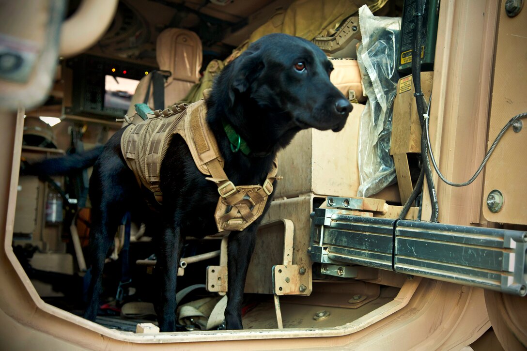 Paris, a coalition force military working dog, stands in a tactical vehicle during a patrol stop in Afghanistan's Farah province, Nov. 24, 2012.  
