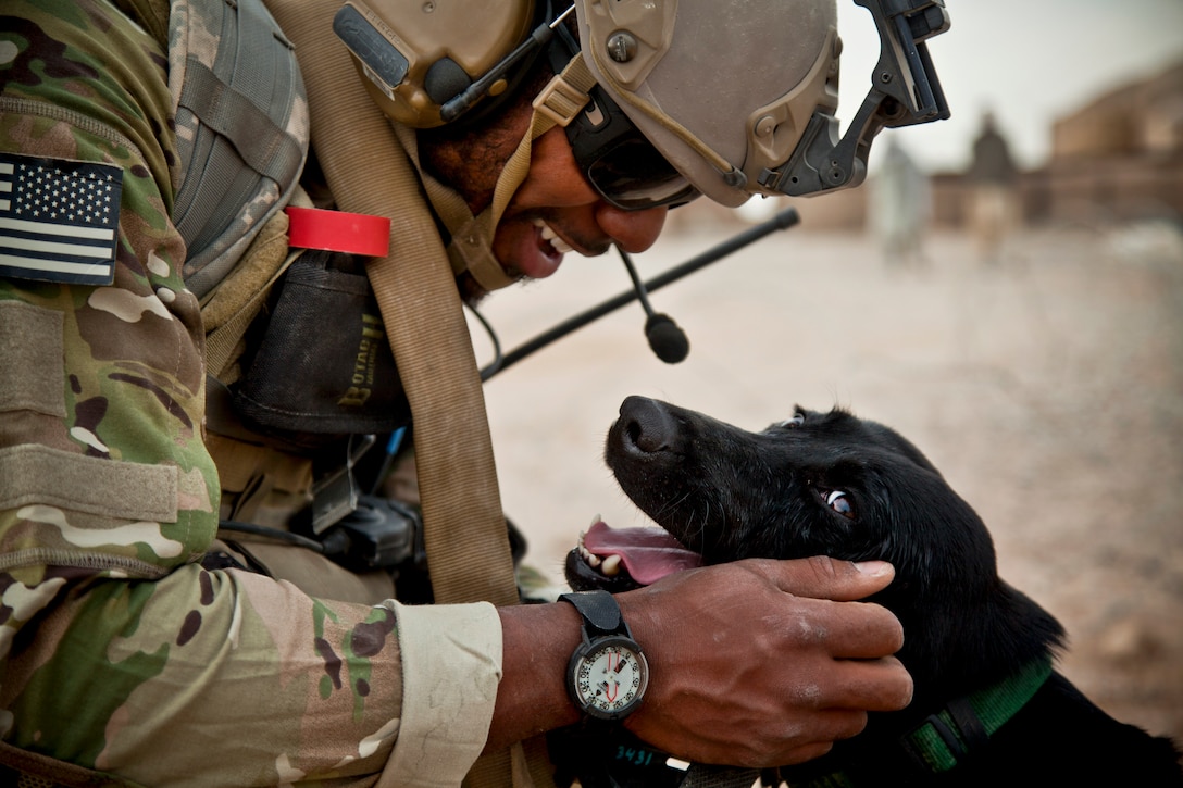 A coalition force member pets Paris, a military working dog, during an Afghan-led security patrol to deny the enemy freedom of movement in Khak-E-Safed in Afghanistan's Farah province, Oct. 30, 2012. Afghan forces have been taking the lead in security operations, with coalition forces as mentors, to bring security and stability to the country's residents.  
