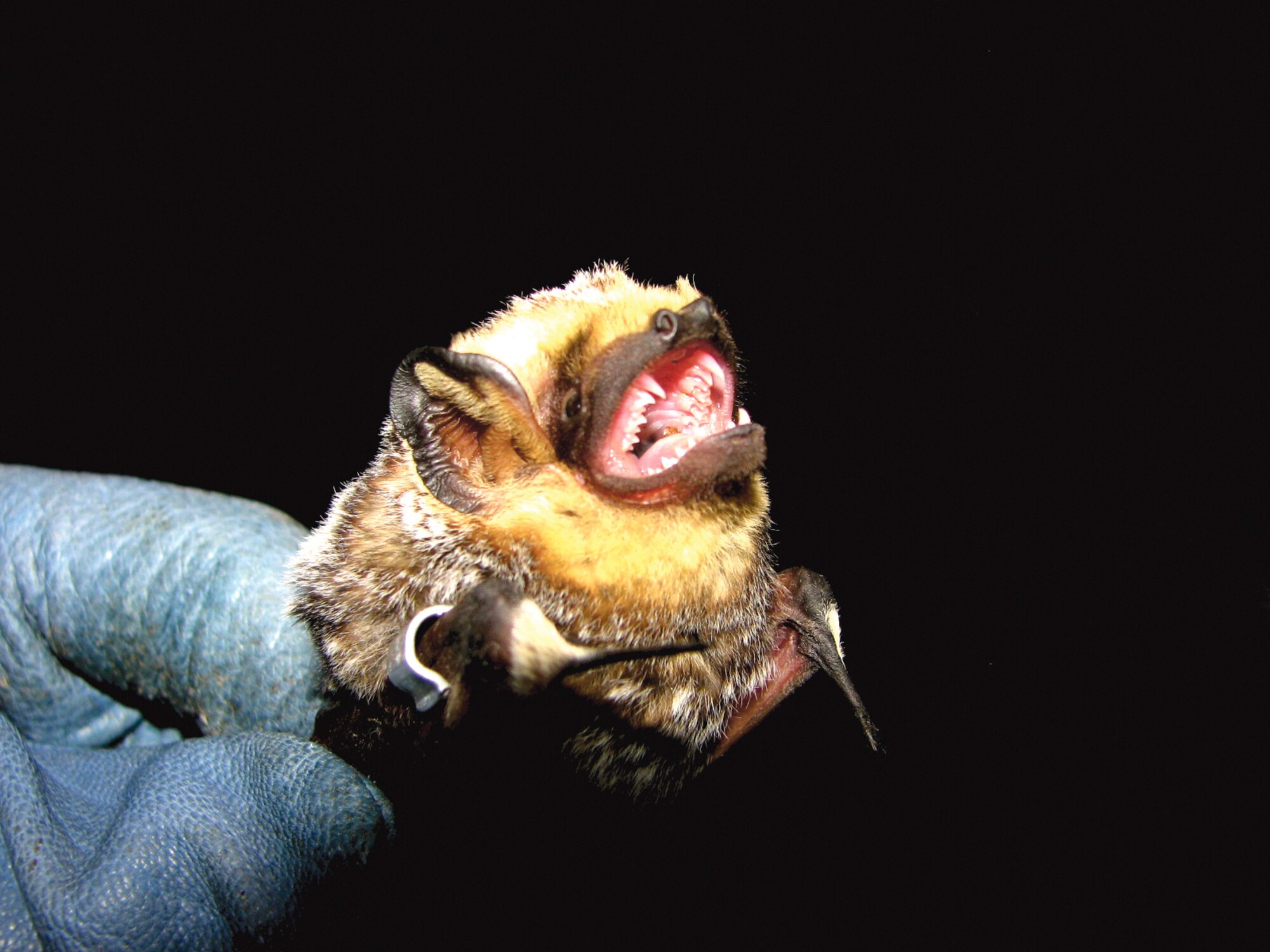 A healthy bat is examined as part of a study at Kirtland. The Kirtland Natural Resource office is taking steps to protect bats against white-nose syndrome. (Courtesy photo)
