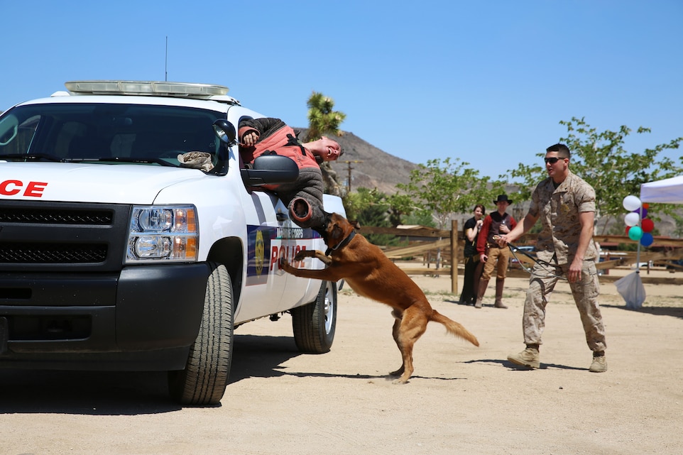 Cpl. Paul Kelley, military policeman, Headquarters Battalion, is removed from a vehicle by military working dog, Cchaz, during a demonstration at the 3rd Annual Woof Walk in Pioneertown, Calif., April 12, 2014. This was the first appearance made by Marines at the annual event. (Official Marine Corps Photo By Lance Cpl. Kasey Peacock/Released)
