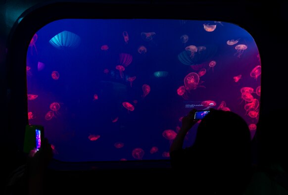 Spectators take pictures of the jellyfish tank at the COEX Aquarium May 24, 2014, in Seoul, Republic of Korea. The aquarium is a family attraction in downtown Seoul, located just off the Samseong metro line. (U.S. Air Force photo by Staff Sgt. Jake Barreiro)