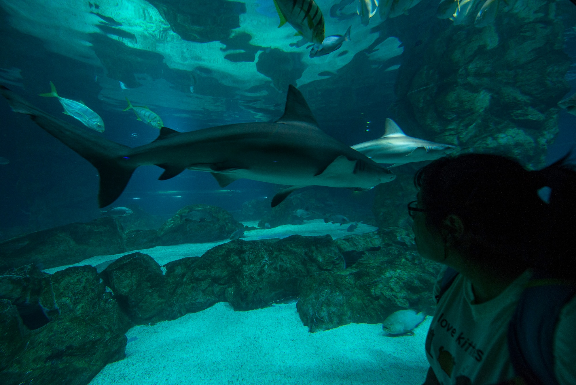 Cecelia Guadalupe Ortiz-Barreiro looks in the shark tank at the COEX Aquarium May 24, 2014, in Seoul, Republic of Korea. While many species of shark are considered the top predator in their food chains, a number of their habitats and populations have been effected by human actions. (U.S. Air Force photo by Staff Sgt. Jake Barreiro)