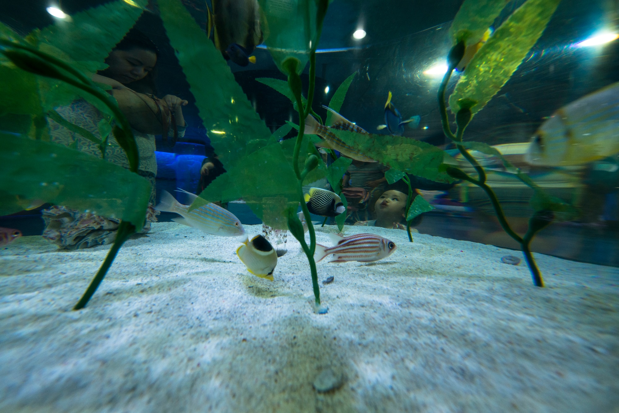 A child looks into a fish tank in the COEX Aquarium May 24, 2014, in Seoul, Republic of Korea. There are over 600 species on display at the aquarium, which is located by the COEX shopping mall. (U.S. Air Force photo by Staff Sgt. Jake Barreiro)