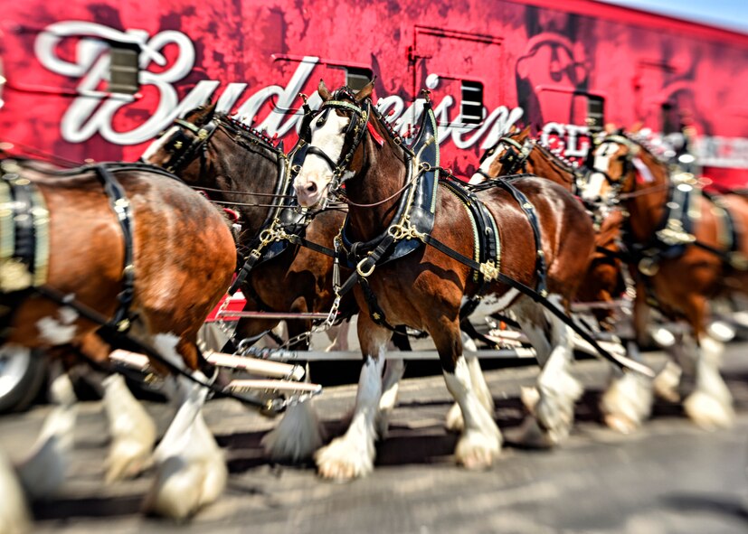 Celebrating their 81st anniversary with Anheuser-Busch the Budweiser Clydesdales visit the Niagara Falls Air Reserve Station May 24, 2014, Niagara Falls, N.Y. The team of eight horses made their way through base stopping by the flightline to welcome home deployed members of the 914th Airlift Wing (U.S. Air Force photo by Tech. Sgt. Joseph McKee)