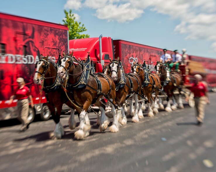 Celebrating their 81st anniversary with Anheuser-Busch the Budweiser Clydesdales visit the Niagara Falls Air Reserve Station May 24, 2014, Niagara Falls, N.Y. The team of eight horses made their way through base stopping by the flightline to welcome home deployed members of the 914th Airlift Wing (U.S. Air Force photo by Tech. Sgt. Joseph McKee)