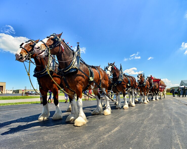 Celebrating their 81st anniversary with Anheuser-Busch the Budweiser Clydesdales visit the Niagara Falls Air Reserve Station May 24, 2014, Niagara Falls, N.Y. The team of eight horses made their way through base stopping by the flightline to welcome home deployed members of the 914th Airlift Wing (U.S. Air Force photo by Tech. Sgt. Joseph McKee)