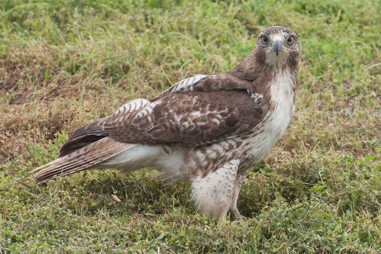 Red Tail Hawks Call Barksdale Home 307th Bomb Wing Article Display