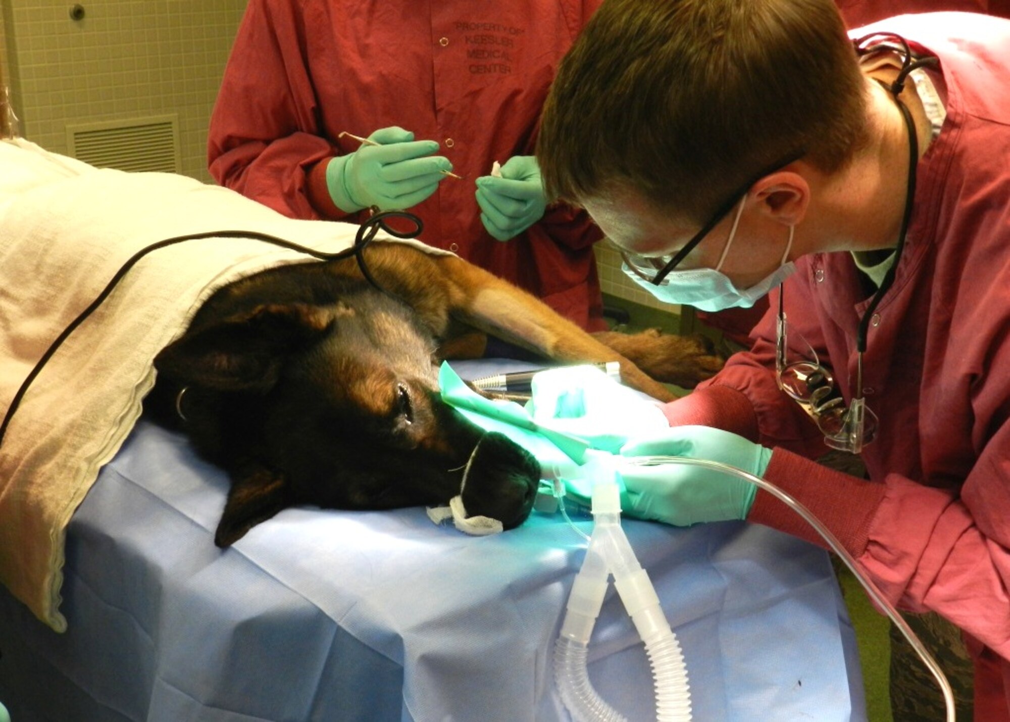 Endodontic resident Maj. (Dr.) Ross Yost treats 81st Security Forces Squadron military working dog Toki during his May 15 root canal in the 81st Medical Support Squadron’s Clinical Research Laboratory.  (Photo by Army Spc. Ariel Burden)