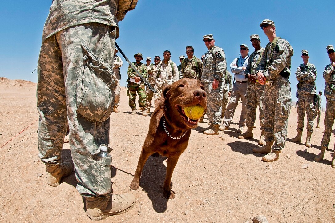 Coba, a 3-year-old chocolate lab trained to detect tactical explosives, chews on a tennis ball as David Sheffer, her handler and dog trainer, explains Coba's capabilities at the National Training Center on Fort Irwin, Calif., June 14, 2012. Soldiers assisgned to the 2nd Division's 4th Stryker Brigade, role players and government civilians watched the demonstration. Brigade members will select handlers to lead a similar dog in Afghanistan when they deploy this fall.  
