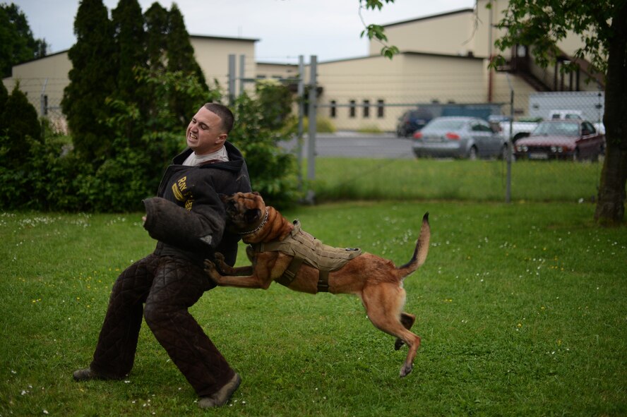 U.S. Air Force Staff Sgt. Roberto Matos, 52nd Security Forces Squadron military working dog trainer supervisor from San German, Puerto Rico, acts as an assailant during a K-9 demonstration at Spangdahlem Air Base, Germany, May 27, 2014. Military working dogs begin training as early as six months old and most graduate to active duty by the age of two.  (U.S. Air Force photo by Senior Airman Gustavo Castillo/Released)