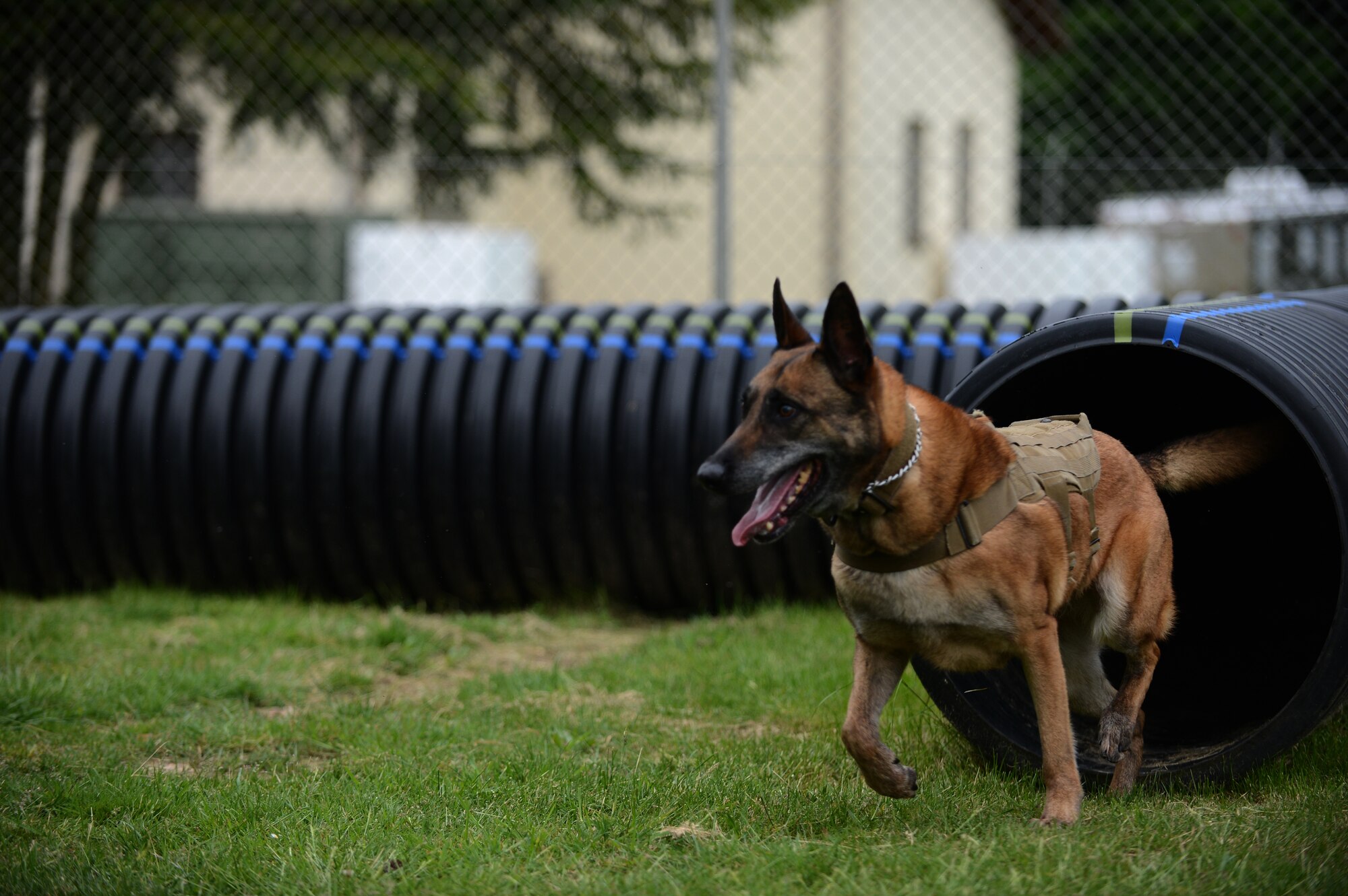 Military working dog, Katya, exits a tunnel during an obedience training course at Spangdahlem Air Base, Germany, May 27, 2014. Military working dogs, along with their handlers, deploy worldwide to support the war on terror and safeguard military bases by detecting bombs, drugs and other illegal substances. (U.S. Air Force photo by Senior Airman Gustavo Castillo/Released)