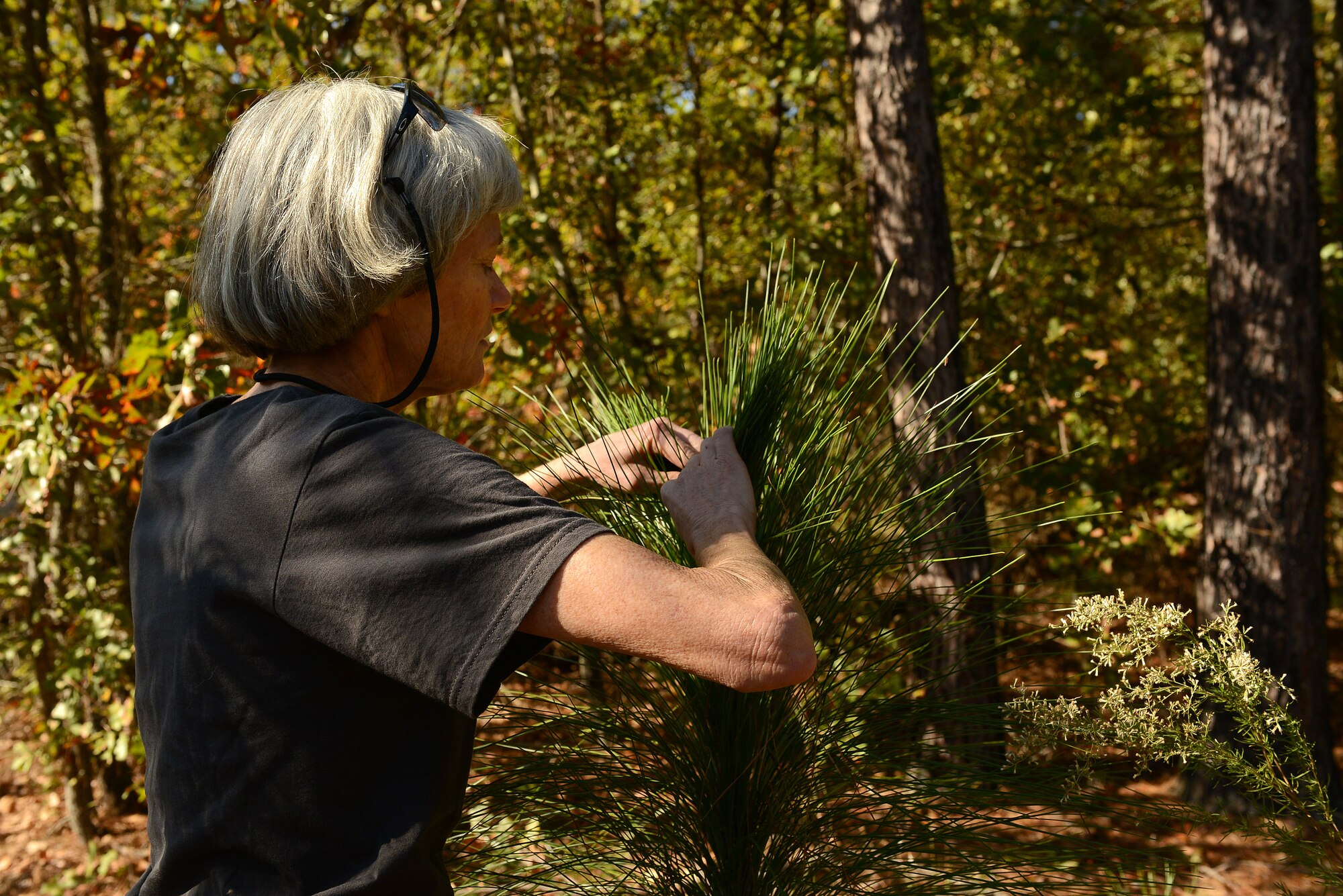 Julie Hovis, 20th Civil Engineer Squadron endangered species biologist, monitors the growth of a Longleaf Pine tree at Poinsett Electronic Combat Range, Sumter, S.C., Oct. 28, 2014. The Longleaf Pine is a native tree to the area that has a bud on the top of the tree hidden in the pine needles. (U.S. Air Force photo by Airman 1st Class Diana M. Cossaboom/Released)