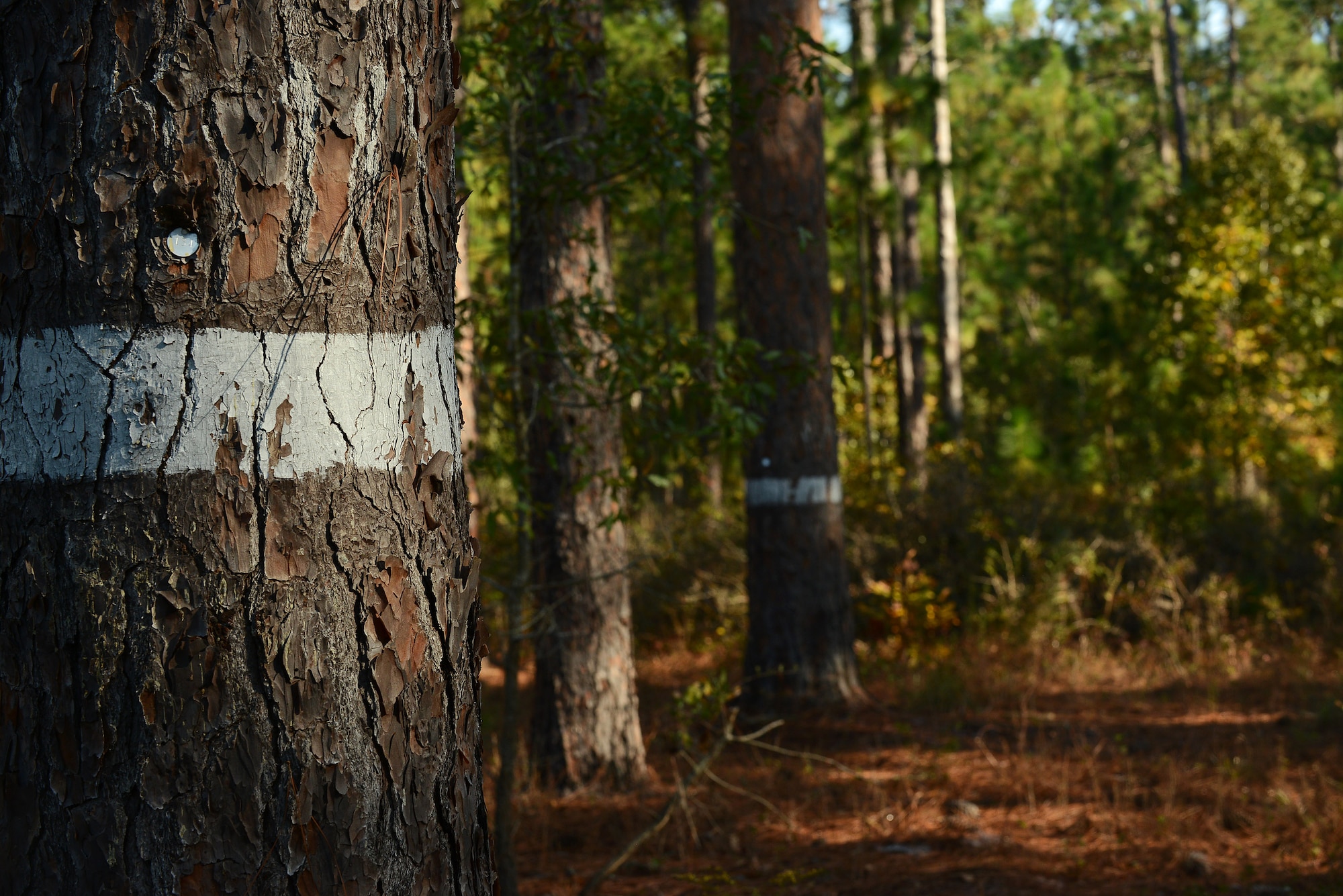 White lines were painted on trees and marked with numbers at Poinsett Electronic Combat Range, Sumter, S.C., Oct. 28, 2014. The white lines signify there is a Red-cockaded Woodpecker, an endangered species, cavity in the tree. (U.S. Air Force photo by Airman 1st Class Diana M. Cossaboom/Released)
