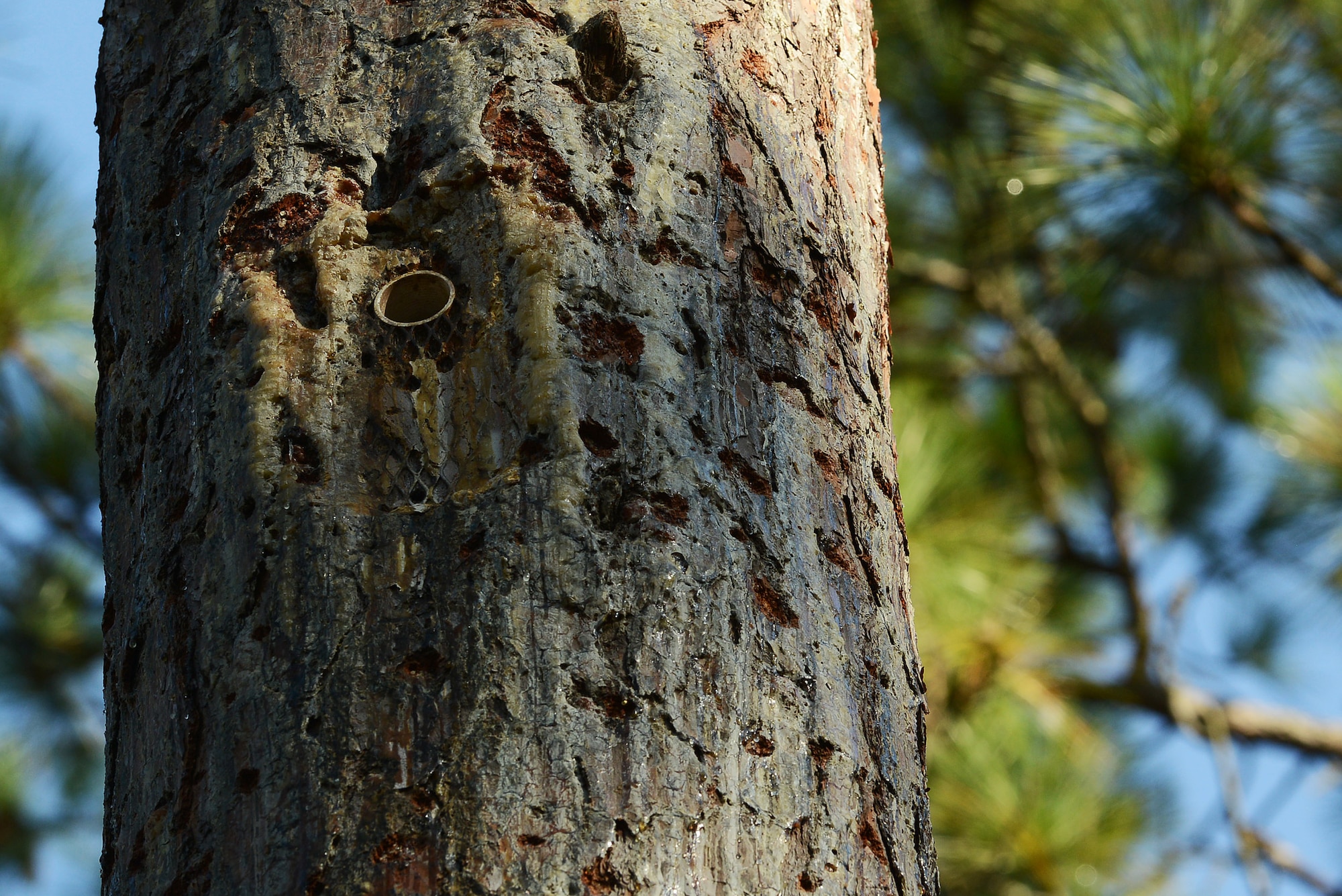 An artificial cavity was inserted into a Longleaf Pine tree at Poinsett Electronic Combat Range, Sumter, S.C., Oct. 28, 2014. The artificial cavity was created to assist the Red-cockaded Woodpeckers, an endangered bird, who normally excavate their nest cavity in living Longleaf Pine trees. (U.S. Air Force photo by Airman 1st Class Diana M. Cossaboom/Released)
