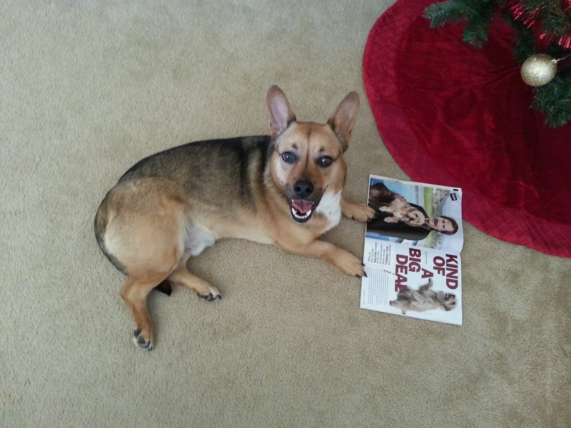 Bonsai, a German Sheppard-Corgi mix, boarded with Laura Turner while his owners were deployed. Turner is a local Dogs on Deployment member, and spent the last six months taking care of Bonsai. (Courtesy Photo)