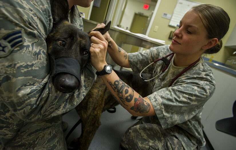 Army Spc. Valeria Montes, Joint Base Charleston Veterinary Treatment facility animal care specialist, performs a routine checkup on Chico, a military working dog, Nov. 4, 2014, at the Veterinarian Treatment Facility on Joint Base Charleston, S.C. Not only do the veterinarians care for traditional house pets, they also tend to the MWDs making sure they are healthy and ready to deploy at a moment’s notice. (U.S. Air Force photo/Airman 1st Class Clayton Cupit)