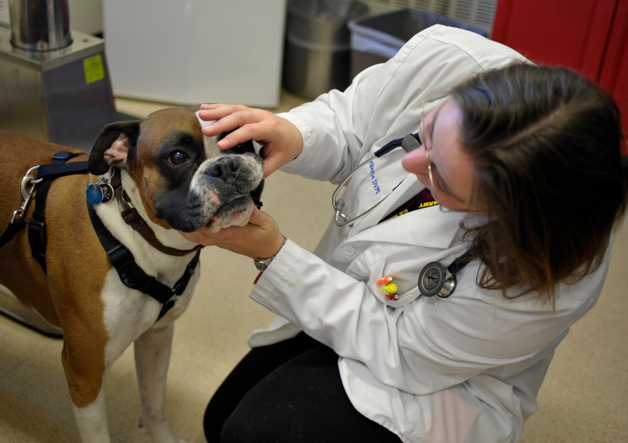 Dannette DeWeese, base veterinarian, checks the gums of Achilles Holbart, a Boxer breed, Oct. 20, 2014, at the Vet Clinic on Fairchild Air Force Base, Wash. DeWeese gave Achilles a wellness check to make sure he is a healthy dog. (U.S. Air Force photo/Airman 1st Class Taylor Bourgeous)