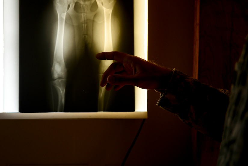 U.S. Army Capt. Andrew Chambers, Fort Eustis Branch Vet Clinic chief, examines an X-ray of a dog at the Fort Eustis Veterinary Clinic at Fort Eustis, Va., Nov. 5, 2014. The clinic provides care for military working dogs as well as personally owned animals. (U.S. Air Force photo by Senior Airman Kimberly Nagle/Released)