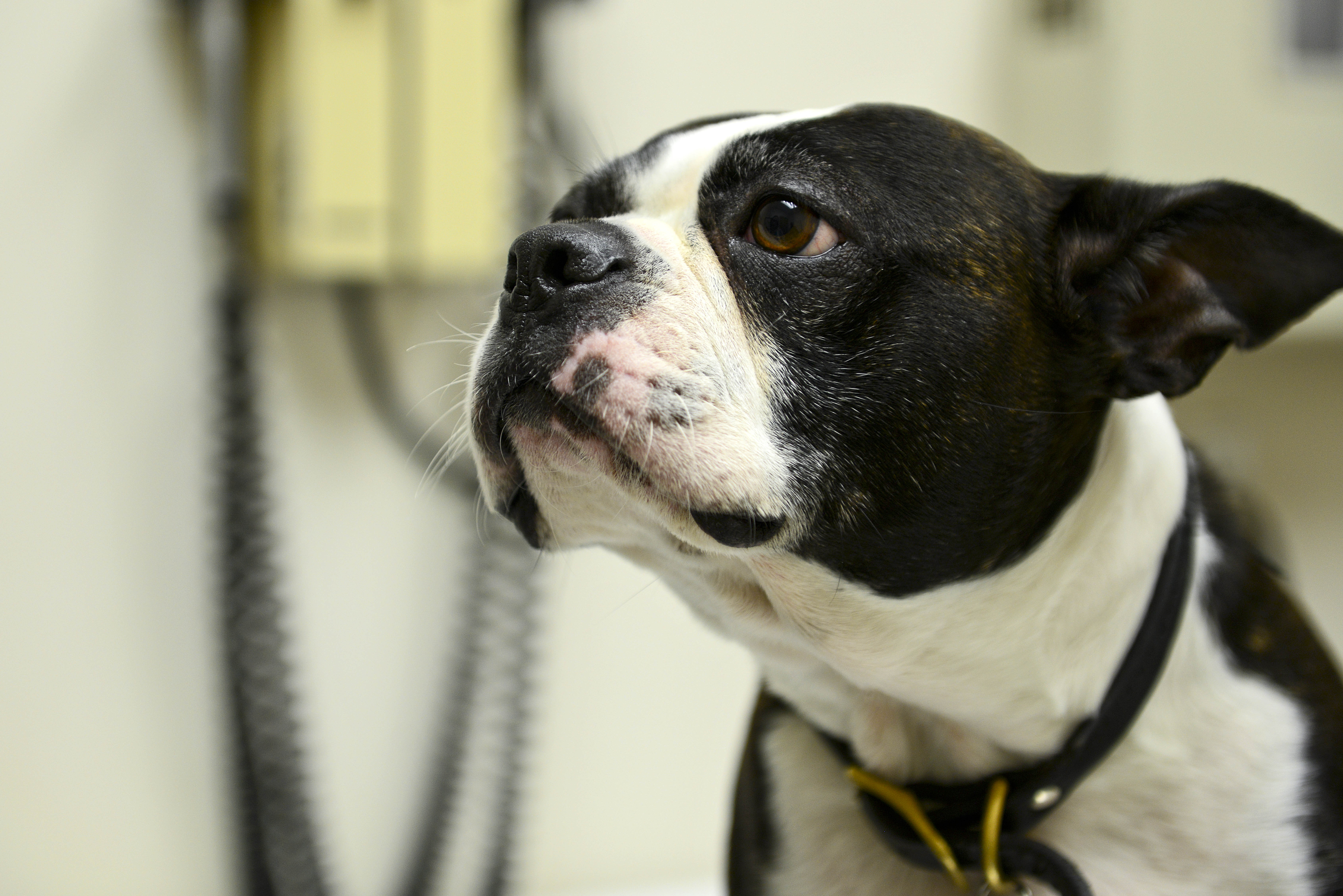 Fort Eustis Veterinary Clinic an animal all its own > Joint Base