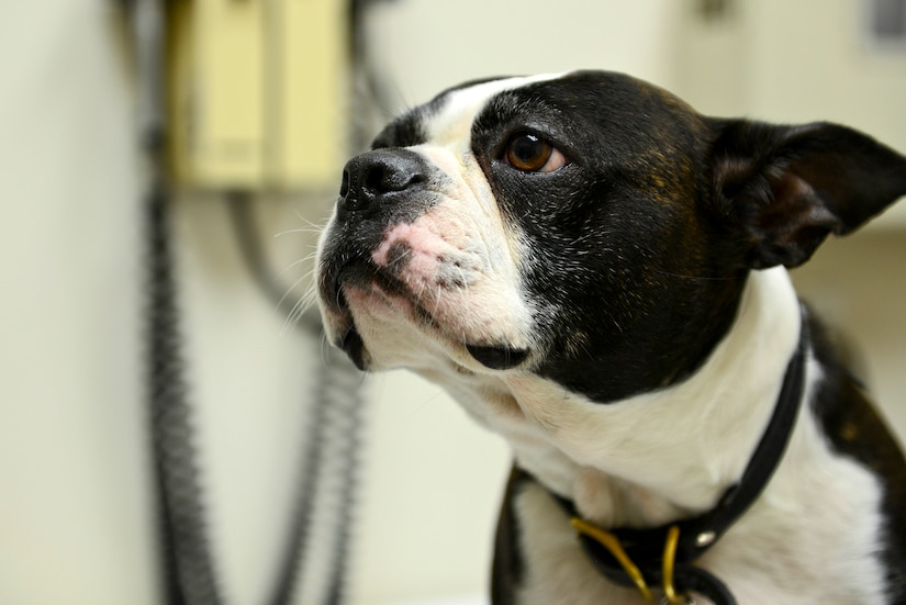 Buster, a Boston Bulldog, awaits his check-up at the Fort Eustis Veterinary Clinic at Fort Eustis, Va., Nov.5, 2014. Buster is one of 30-plus pets seen on a daily basis at the clinic, which is open Tuesdays through Saturdays. (U.S. Air Force photo by Senior Airman Kimberly Nagle/Released)