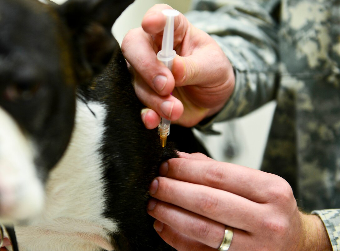 U.S. Army Spc. Matthew O’Conner, Fort Eustis Branch Vet Clinic noncommissioned officer in charge, administers a preventative vaccination to Buster, a Boston Bulldog, at the Fort Eustis Veterinary Clinic at Fort Eustis, Va., Nov. 5, 2014. The Fort Eustis vet clinic is able to give shots, run labs and do health and wellness checks for privately owned animals. (U.S. Air Force photo by Senior Airman Kimberly Nagle/Released)