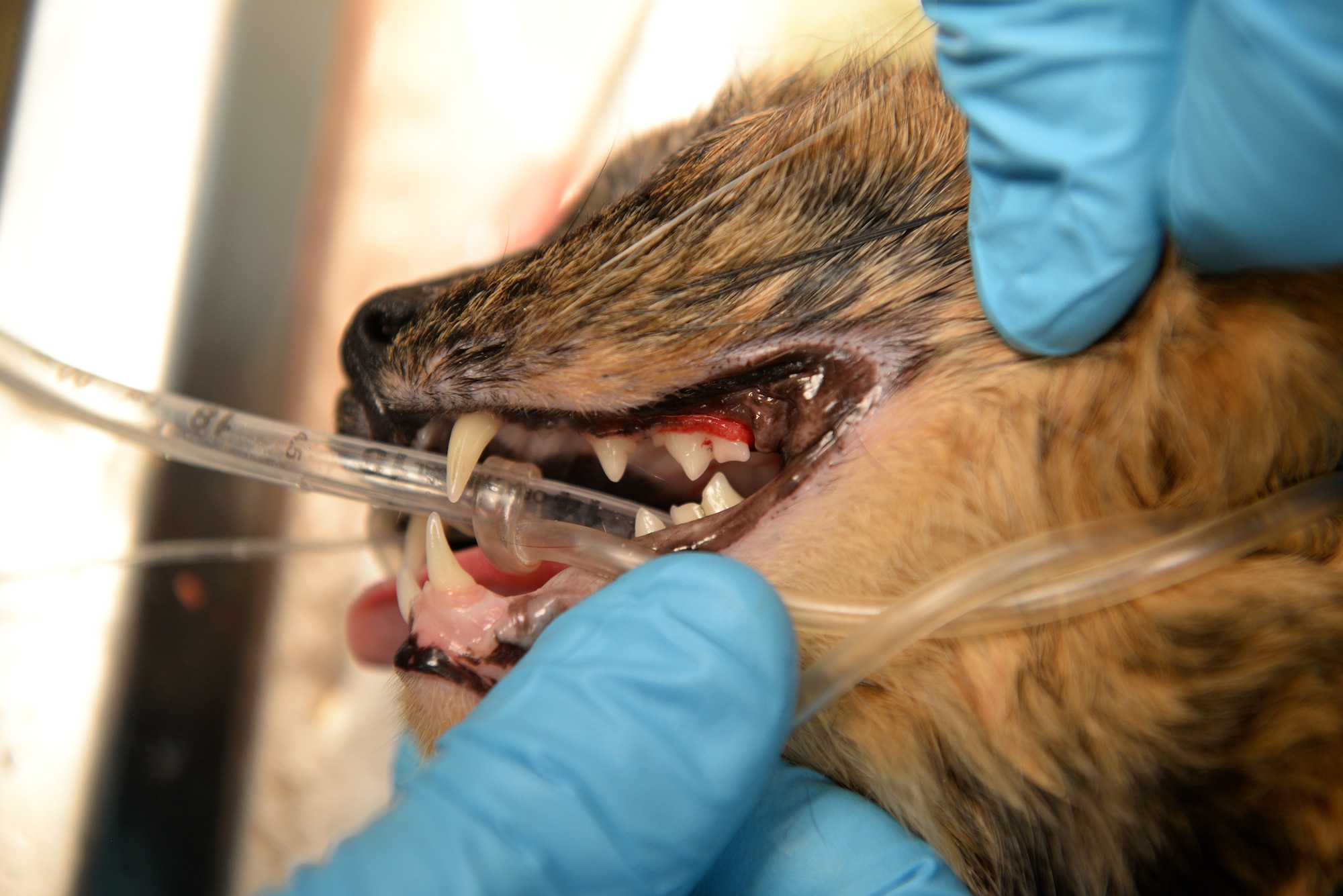 Dr. Jared Piper, Scott Veterinary Treatment Facility Veterinarian, shows the result of Snickers’ teeth cleaning at Scott AFB, Illinois on Nov. 4, 2014. Piper suggests ideally cleaning a pet’s teeth every day, but at a minimum three times a week. The base veterinary clinic serves not only military families’ and retirees’ family pets, but also serves military working dogs.  (U.S. Air Force photo by Airman 1st Class Erica Crossen)