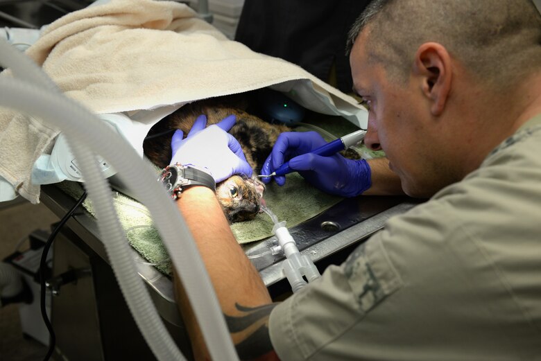 Veterinary Treatment Facility Now Offers Dental Services For
