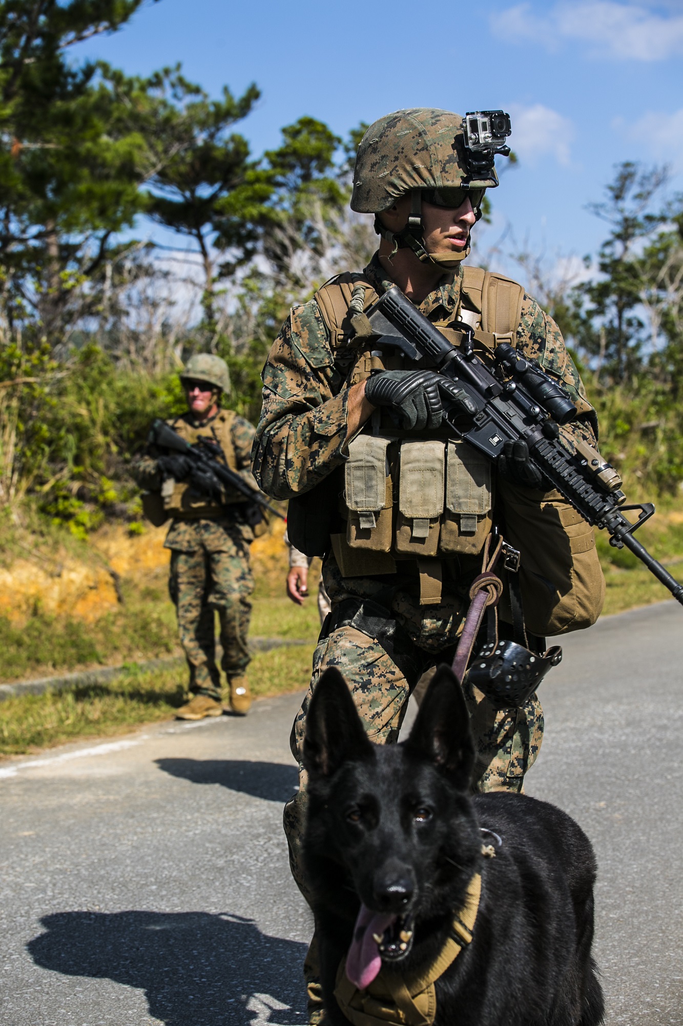 Cpl. Nicholas B. Majerus and his dog, Sgt. Iggi, patrol in search of simulated downed aircrew members Nov. 5 during the exercise Blue Chromite 15 at the Central Training Area. Iggi was responsible for locating two of the aircrew members. Iggi only needed to use a hat from one of the Marine aircrew members to track down the aircrew through a dense jungle area. Majerus is a military policeman and working dog handler with 3rd Law Enforcement Battalion, III Marine Expeditionary Force Headquarters Group, III Marine Expeditionary Force. Sgt. Iggi is a combat tracking dog with 3rd LE Bn. 