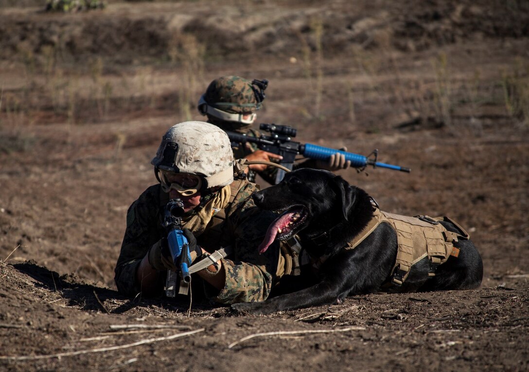 U.S. Marines with 15th Marine Expeditionary Unit, apprehend a suspect during a security element course aboard Camp Pendleton, Calif., Nov. 6, 2014. This three-week course is designed to improve the speed and accuracy of the Marines that will make up the maritime raid force’s security element when the 15th MEU deploys in the spring. (U.S. Marine Corps photo by Cpl. Elize Mckelvey/Released)