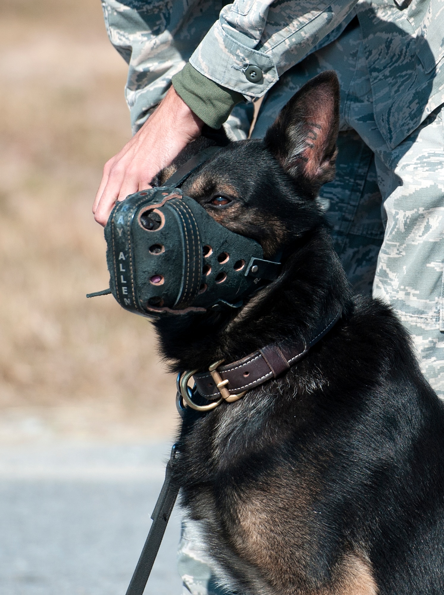 A muzzle is placed on an Air Force military working dog prior to a patrol scenario during the Emerald Coast K-9 Clash at Hurlburt Field, Fla., Nov. 15, 2014. Military working dog jobs require a high degree of obedience, they can work with or without a leash or harness and are taught when it is and isn’t appropriate to attack. (U.S. Air Force photo/Senior Airman Kentavist P. Brackin)