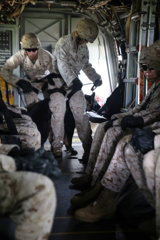 Cpl. Nicholas Majerus, from Mazeppa, Minn., prepares to fast-rope out of an MV-22B Osprey with his military working dog, Iggi, Oct. 27 at Camp Hansen. “I think our bond has gotten a lot stronger,” said Majerus. “I’ve been with (Iggi) for a long time so she trusts me with everything, and she knows I would never put her in any kind of danger.” Majerus is a working dog handler. He and Iggi are with 3rd Law Enforcement Battalion, III Marine Expeditionary Force Headquarters Group, III MEF. (U.S. Marine Corps photo by Lance Cpl. Ryan C. Mains/Released)